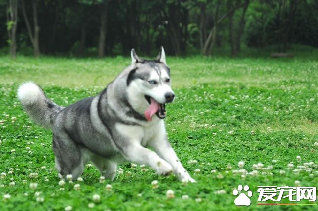 哈士奇幼犬怎么養 兩個月左右的哈士奇怎么養