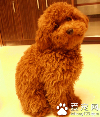 小型犬那種最聰明 泰迪是最聰明的