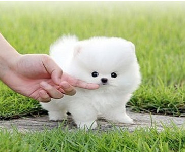 俊介犬好養嗎 俊介是博美犬的一種