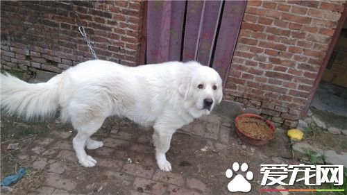 大白熊犬起什么名字 可以起個簡單上口的名字