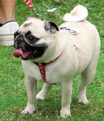 巴哥犬性格 看看溫順的它是否是你的選擇呢