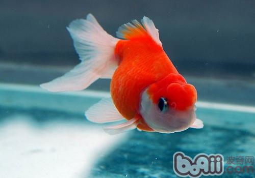 影響金<a href=/zhonglei/fish/ target=_blank class=infotextkey>魚</a>產卵的因素