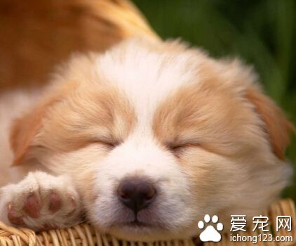 狗的特點 狗的消化道比食草動物要短