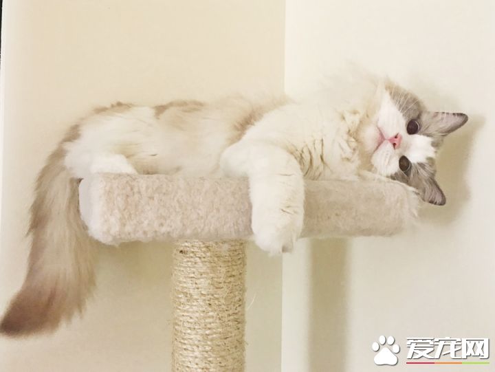 布偶貓呼呼叫是為什么 布偶貓呼呼叫原來有這個意思