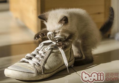 關于<a href=/zhonglei/mao/ target=_blank class=infotextkey>貓</a>咪跳蚤及其治療