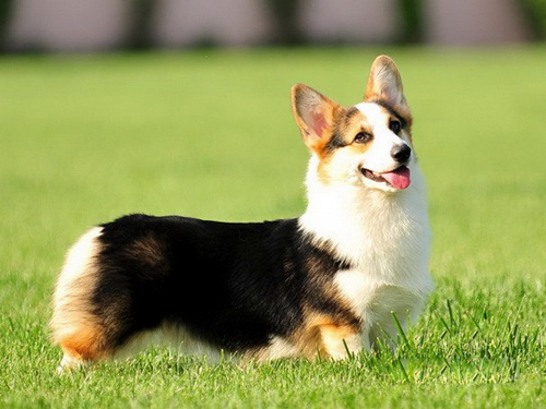 柯基犬能長多大 標準身材體形