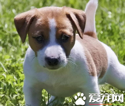 杰克羅素梗犬缺點 杰克羅素梗犬容易興奮
