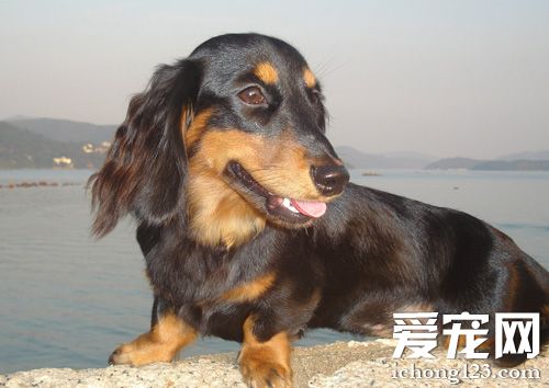 臘腸犬的智商 智商排序是在第49位
