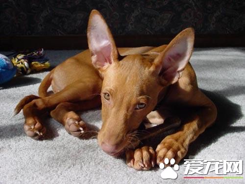 大型法老王獵犬能家養 非常適宜家養的<a href=/zhonglei/gou/ target=_blank class=infotextkey>狗</a>狗