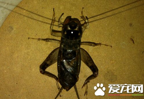 蟋蟀的叫聲像什么 帶你了解蟋蟀的叫聲
