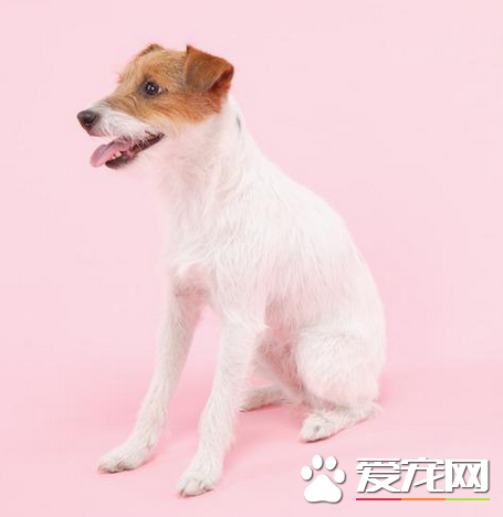 杰克羅素梗的身高體重 公母肩高都在12到14英寸
