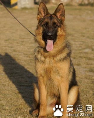 德國牧羊犬哪里有賣的 有明顯的個性特征
