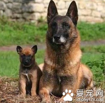  比利時瑪利諾犬的性格 占有欲領地意識非常強