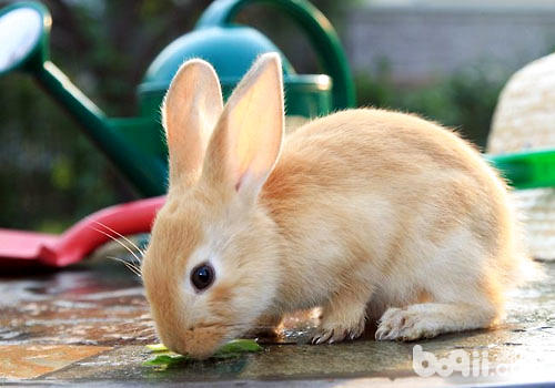 斷奶幼<a href=/zhonglei/chongwutu/ target=_blank class=infotextkey>兔</a>如何飼養