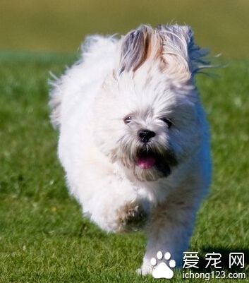 拉薩犬聰明嗎 最好是從小訓練狗狗 