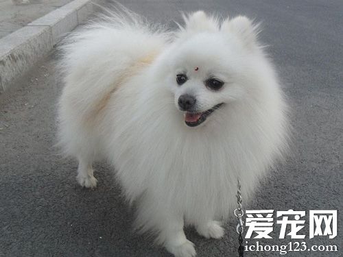 博美犬聰明嗎 會對主人撒嬌的狗狗