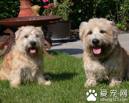 小型犬智商排名 迷你貴賓犬排名第一