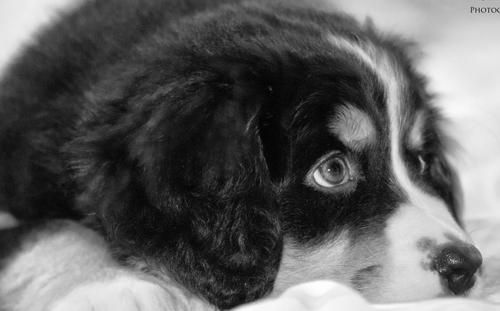 伯恩山犬性格特點 極具個性特點的寵物<a href=/zhonglei/gou/ target=_blank class=infotextkey>狗</a>之一