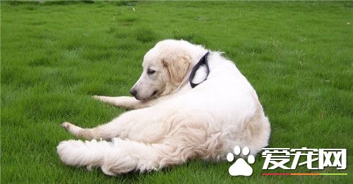 大白熊犬毛色 一般毛色是白色或白色帶有灰色