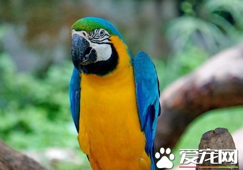 藍喉金剛鸚鵡是北京市保護動物嗎 是國家二級保護動物