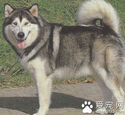 阿拉和哈士奇的區別 哈士奇比阿拉聰明許多