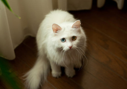 波斯貓介紹 性格及適合飼養的人群