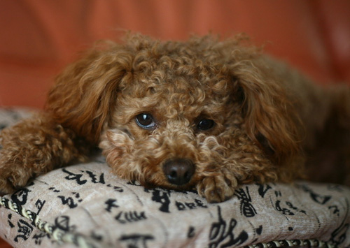 貴賓犬的智商 聰明伶俐容易接受訓練