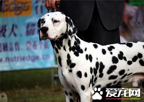 大麥町犬最擅長什么 大麥町犬具有極大的耐力
