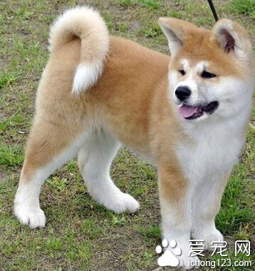  秋田犬聰明嗎 是十分聰明和活潑的犬