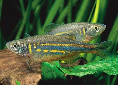 大斑馬<a href=/zhonglei/fish/ target=_blank class=infotextkey>魚</a>的詳細介紹資料