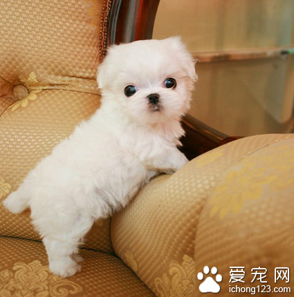 袖珍犬的壽命 這類犬的體型較小