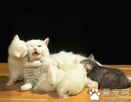 怎么看小貓公母 辨別貓咪性別的技巧