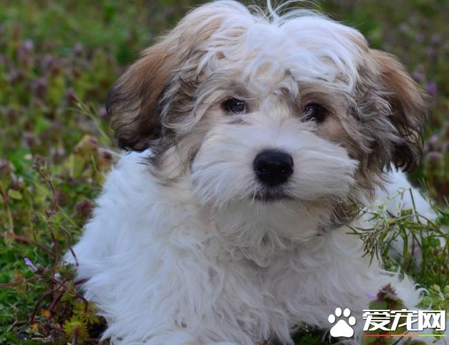 哈威那犬吃什么 肉類是必須的能提供骨骼生長