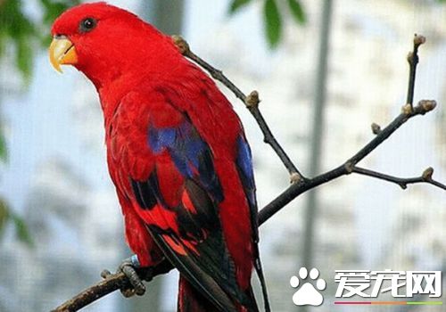 紅色吸蜜鸚鵡怎么樣 紅色吸蜜鸚鵡飼養容易