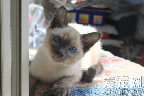 暹羅貓愛叫嗎 除了發情期為什么會叫