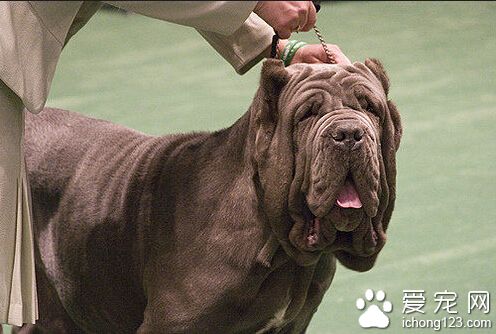 馬士提夫犬的性格 具有強烈的攻擊性