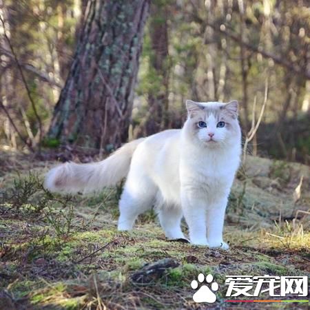 布偶貓最大長到幾歲 布偶貓幾歲定型