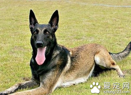  比利時坦比連犬的形態特征 步態活潑而優美