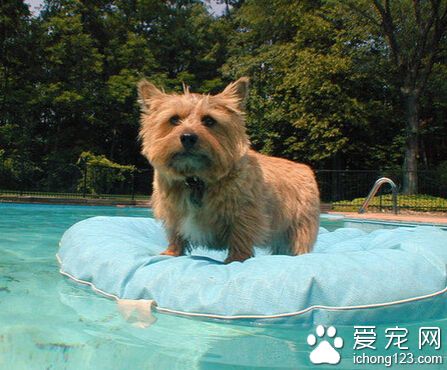 羅威士梗的智商 排位不高但適應性非常強
