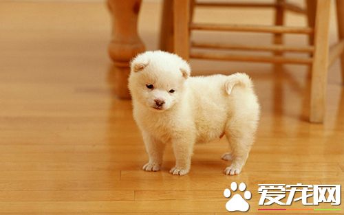 狗狗不同季節如何正確管理 狗一年四季管理匯總