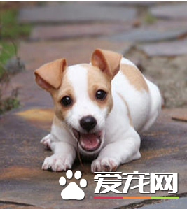 杰克羅素梗單獵可以嗎 杰克羅素梗怎么樣