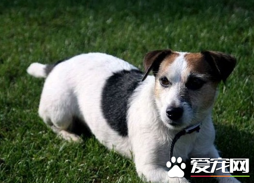 杰克羅素梗犬幼犬怎么識別 杰克羅素梗外表特點