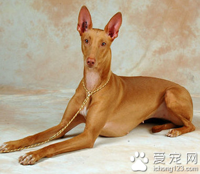 法老王獵犬的性格 該犬警惕而活躍
