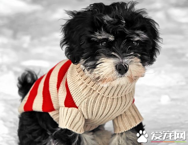 哈威那犬吃什么 肉類是必須的能提供骨骼生長