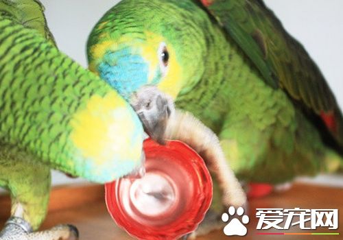 藍頂亞馬遜鸚鵡和橙翅的區別 橙翅是體型最小鸚鵡