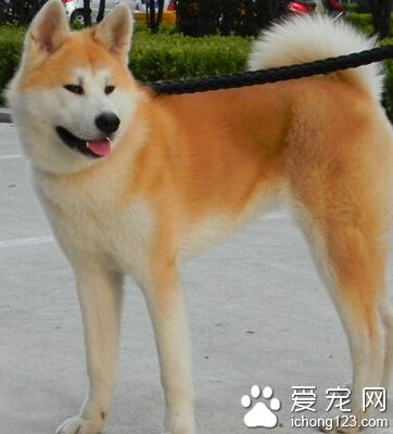 如何挑選秋田犬 先了解研究它的個性特征
