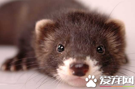 寵物貂是黃鼠狼嗎 同屬于鼬科但不是同一種動物