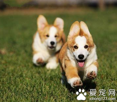 小型犬聰明排行 聰明的狗狗更易訓練