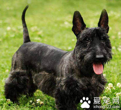 蘇格蘭梗的性格 該犬活躍而自信