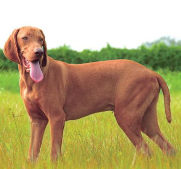 維茲拉犬的性格 該犬對主人很忠誠